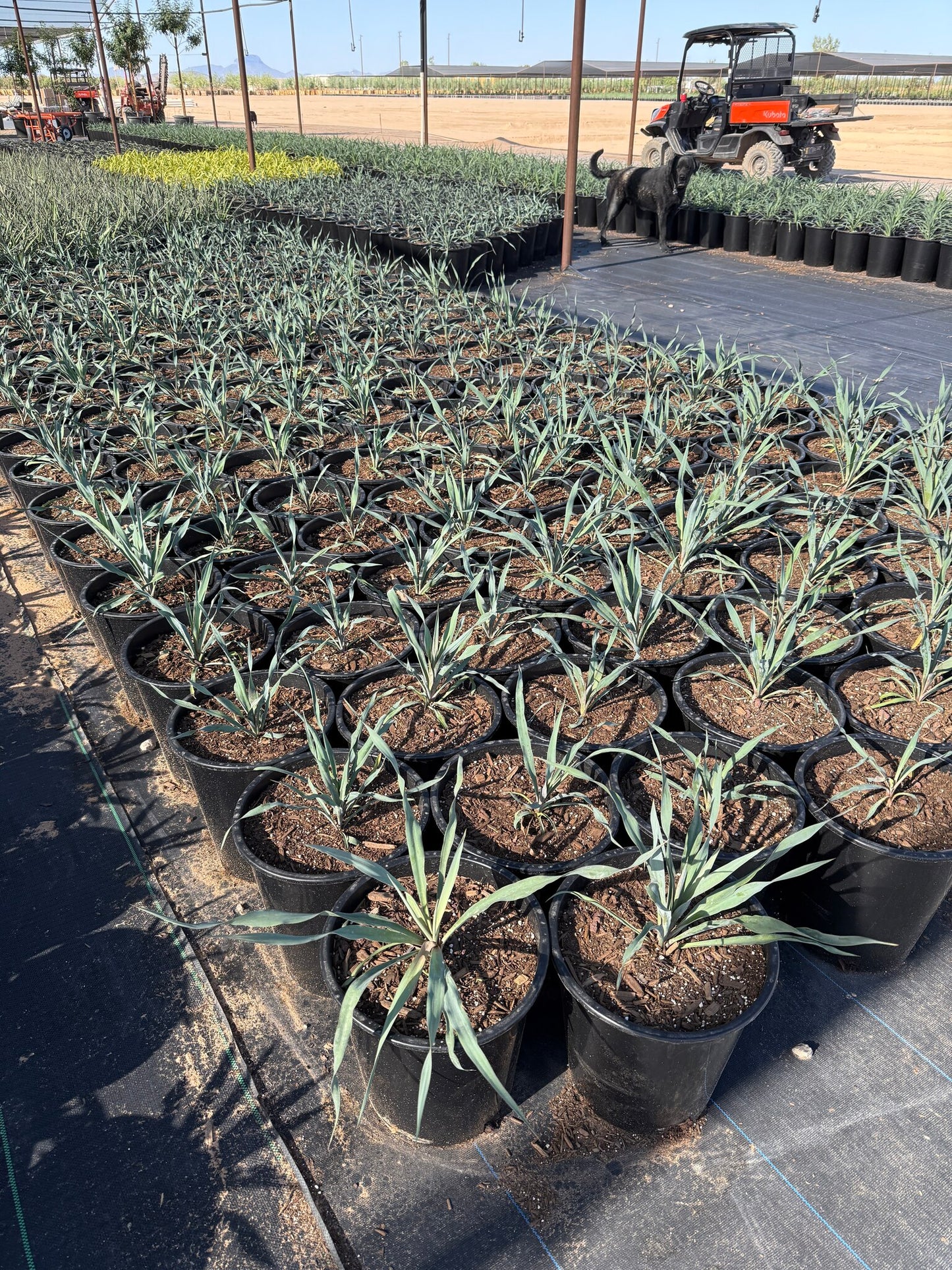 Yucca Silver Anniversary 3/5 Gallon