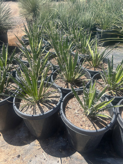 Yucca faxoniana