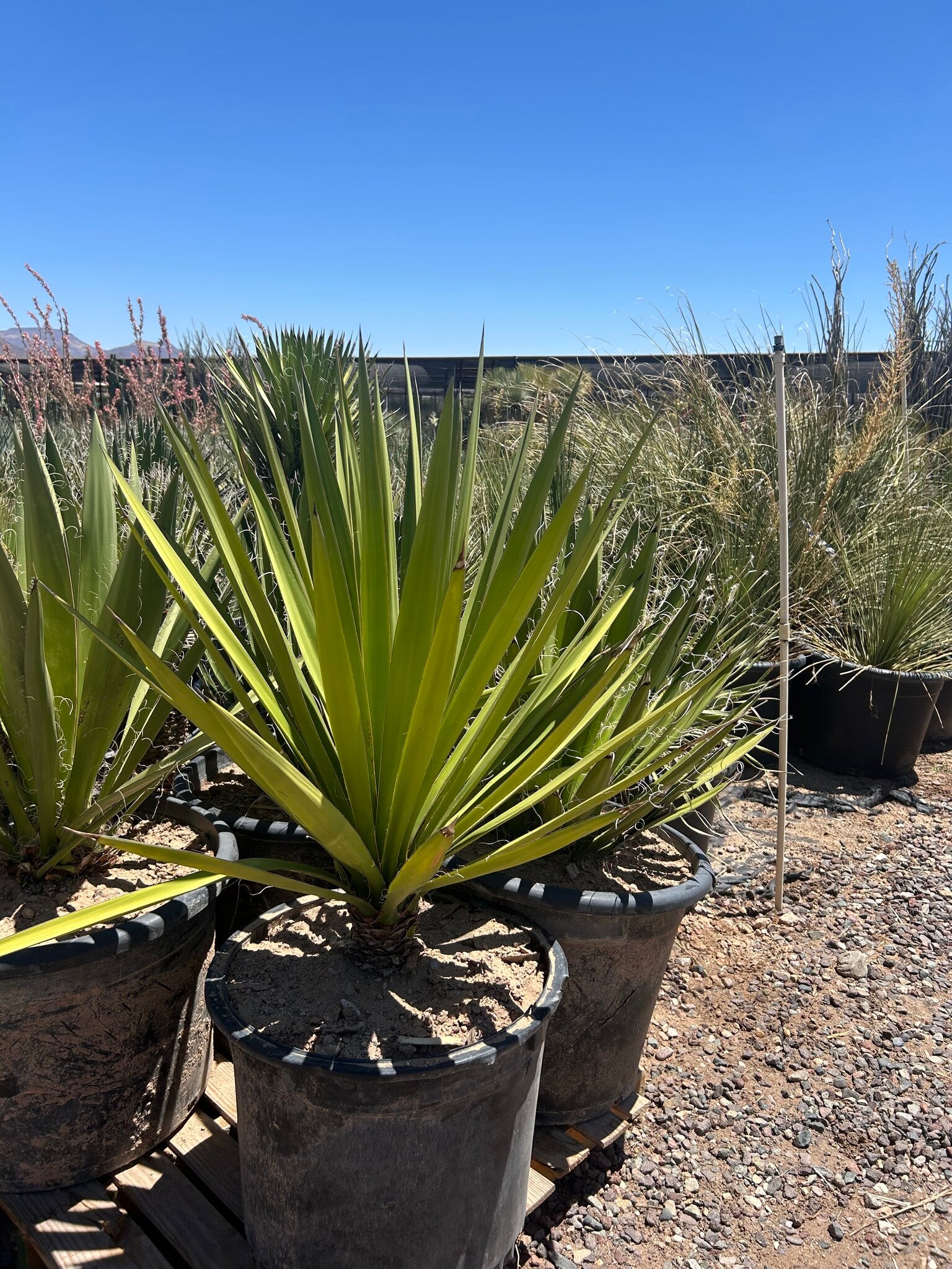 Yucca faxoniana - 24in-25 Gallon