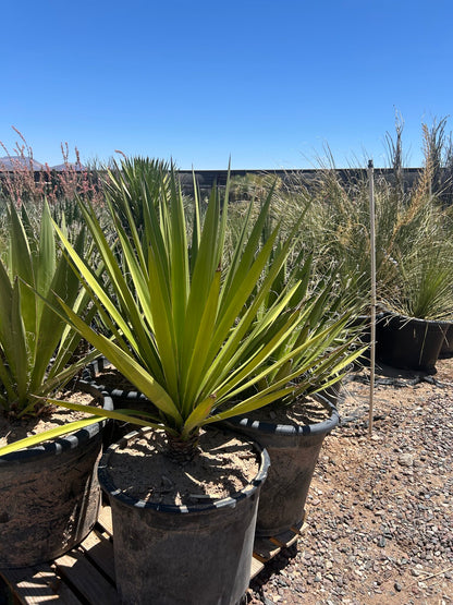 Yucca faxoniana - 24in-25 Gallon