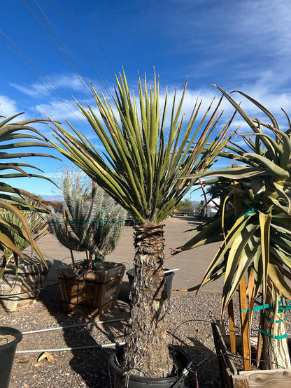 Yucca faxoniana