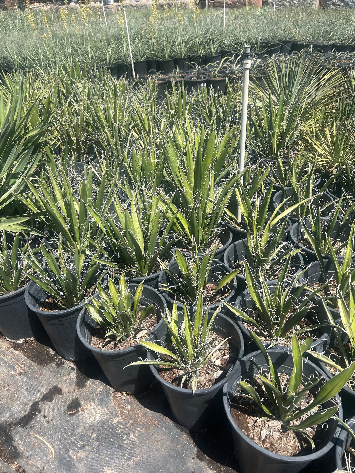 Yucca faxoniana