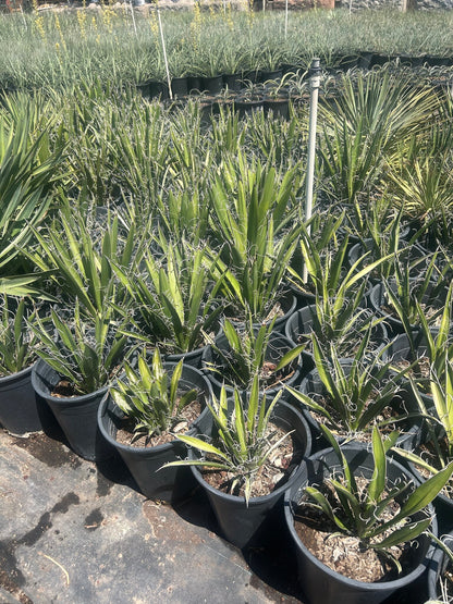 Yucca faxoniana