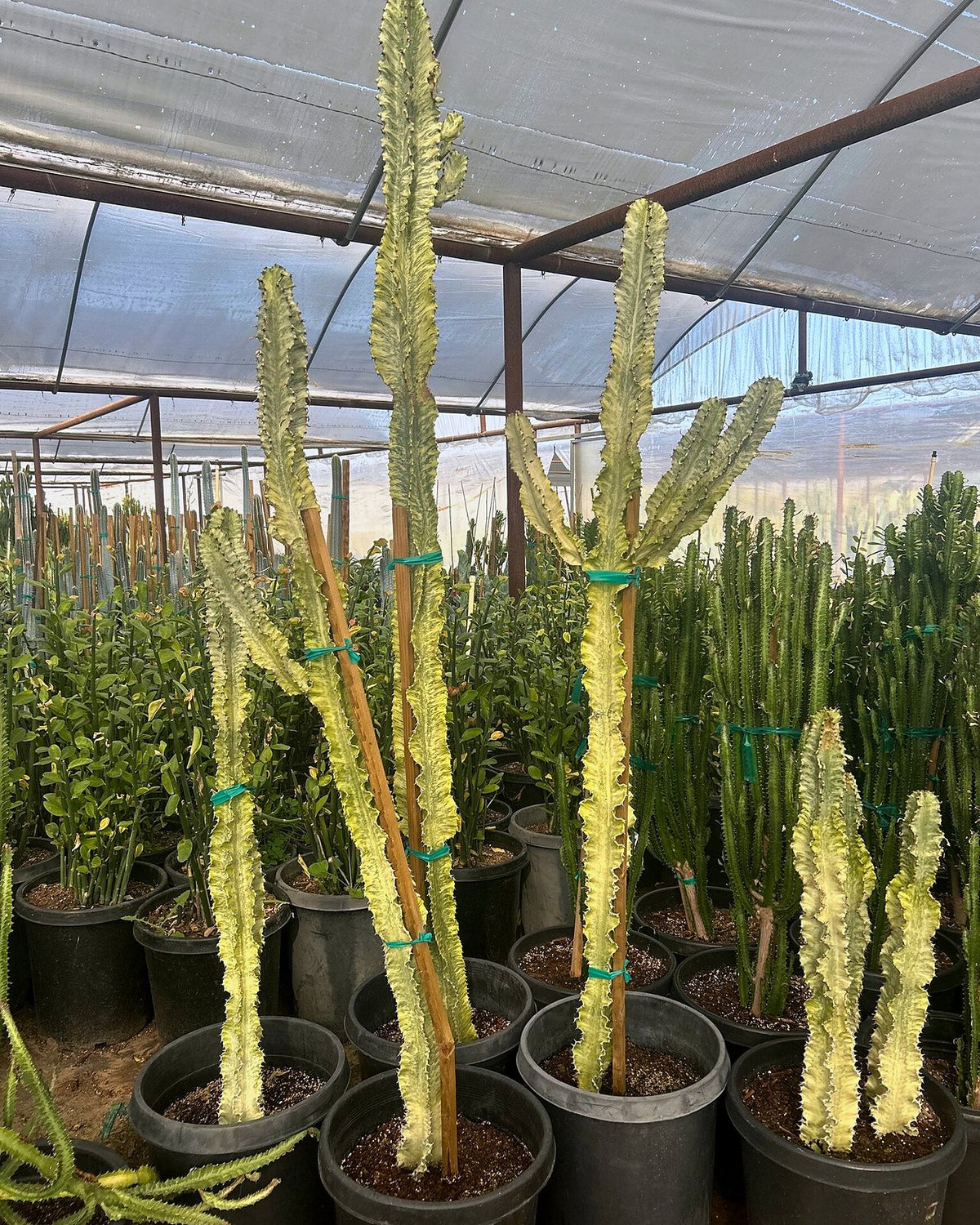 African Candelabra