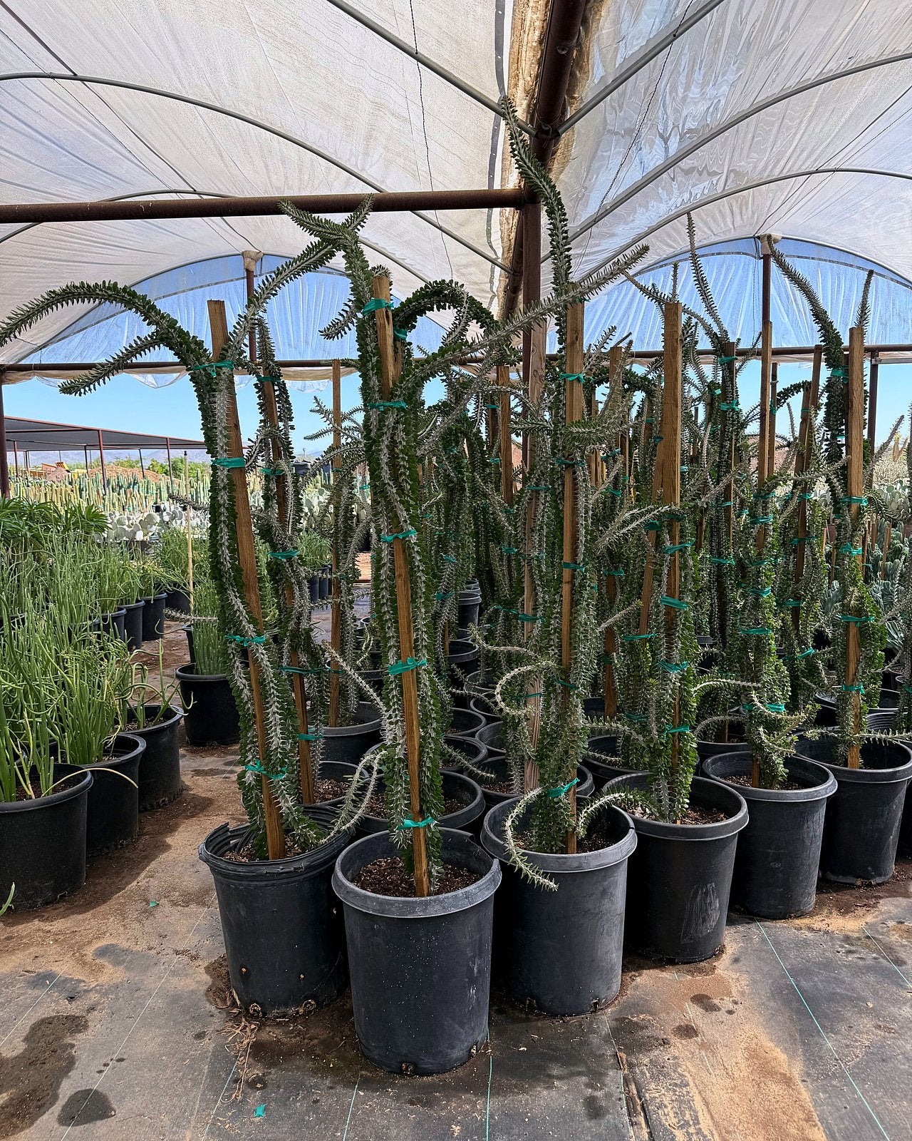 African Ocotillo