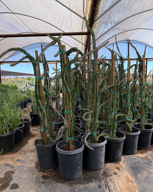 African Ocotillo