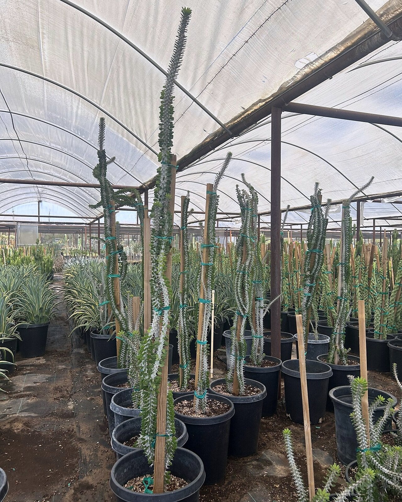 African Ocotillo
