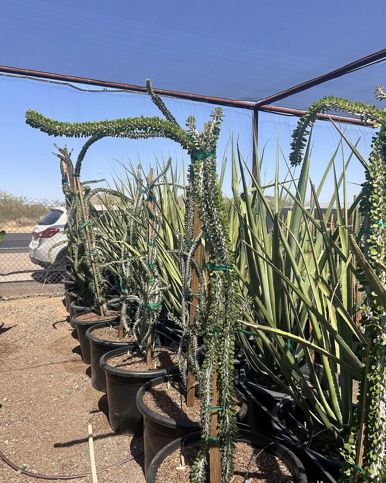 African Ocotillo