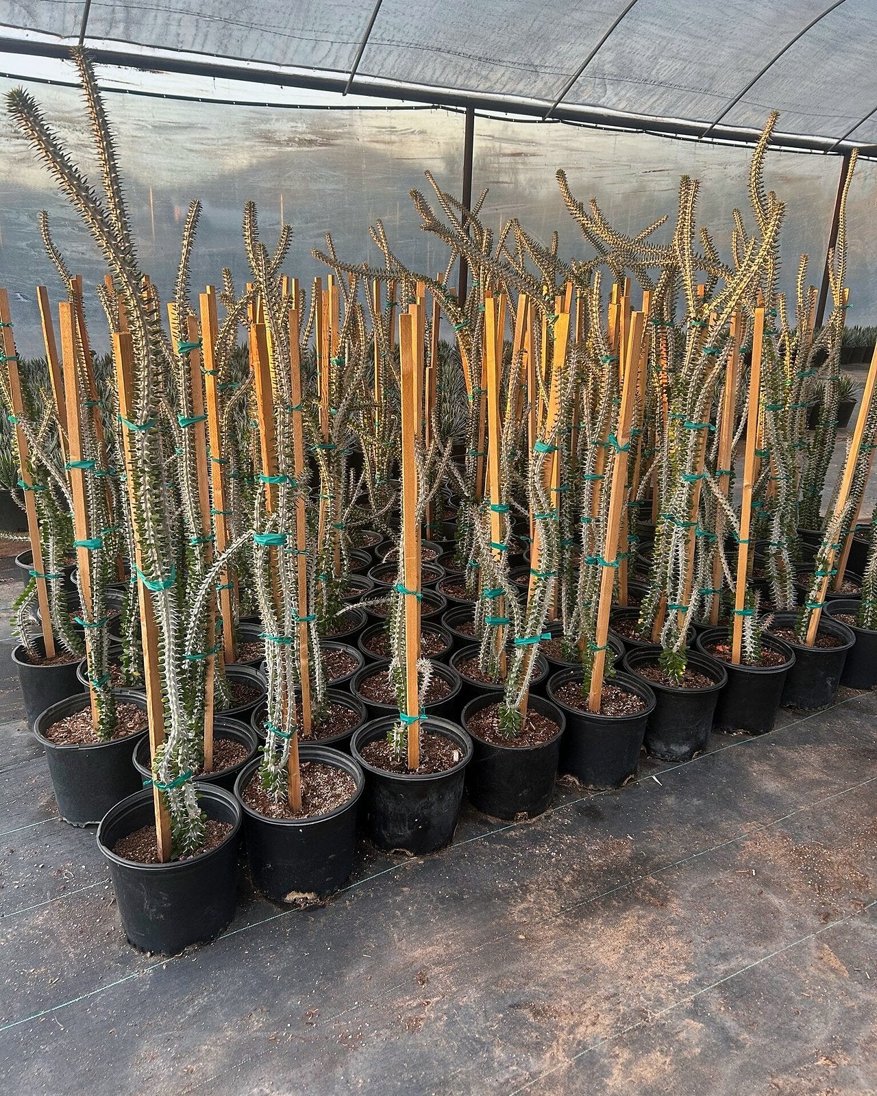African Ocotillo