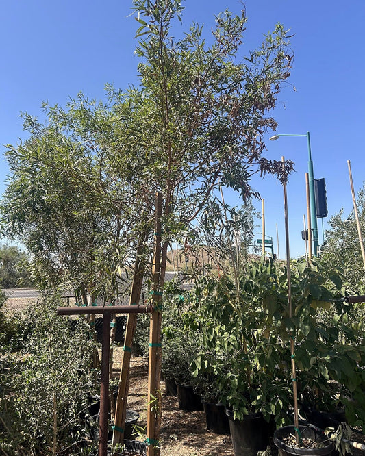 African Sumac