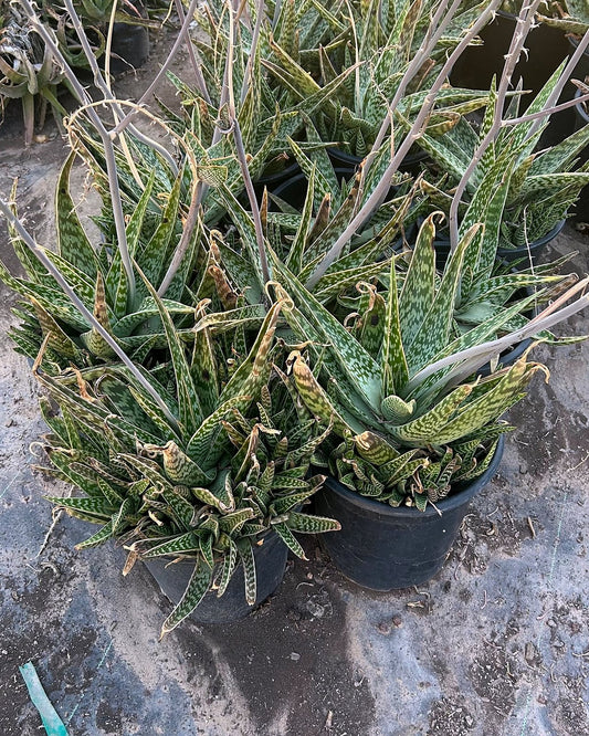 African/Tiger Aloe