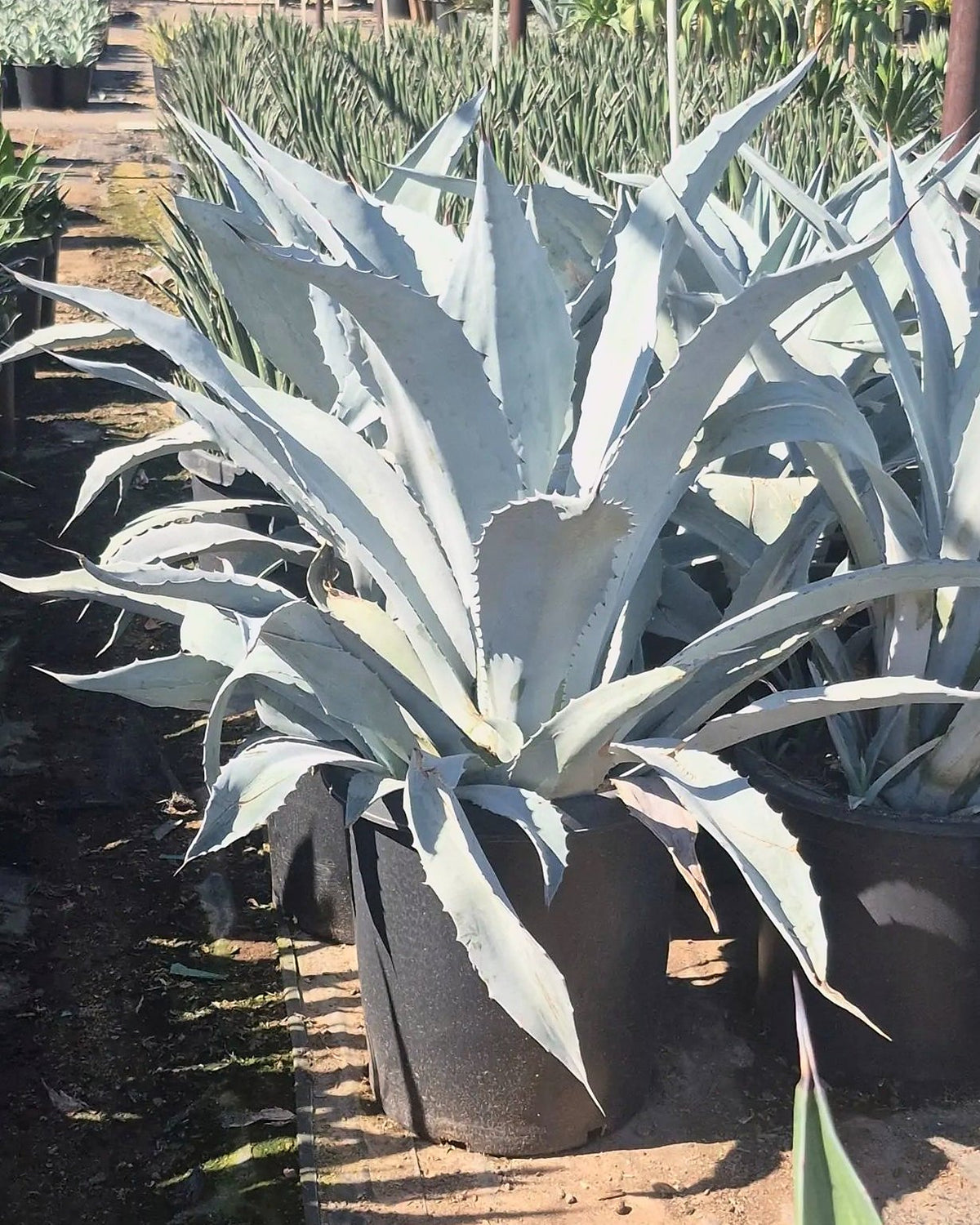 Electric Blue Agave