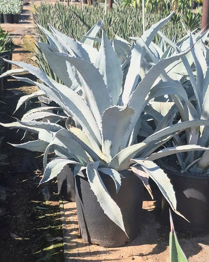 Electric Blue Agave