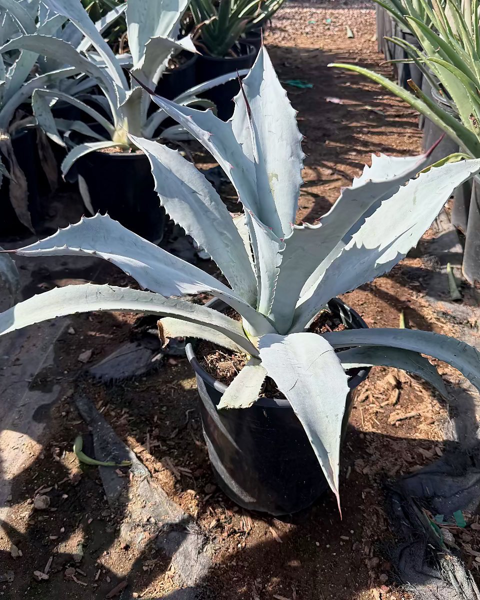 Electric Blue Agave