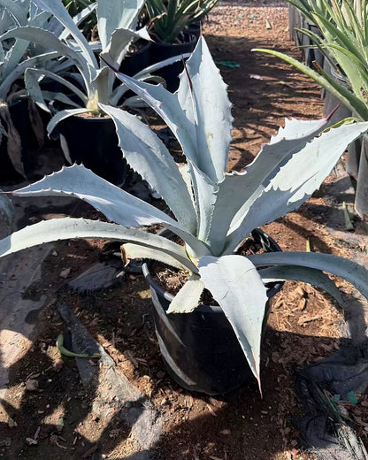 Electric Blue Agave