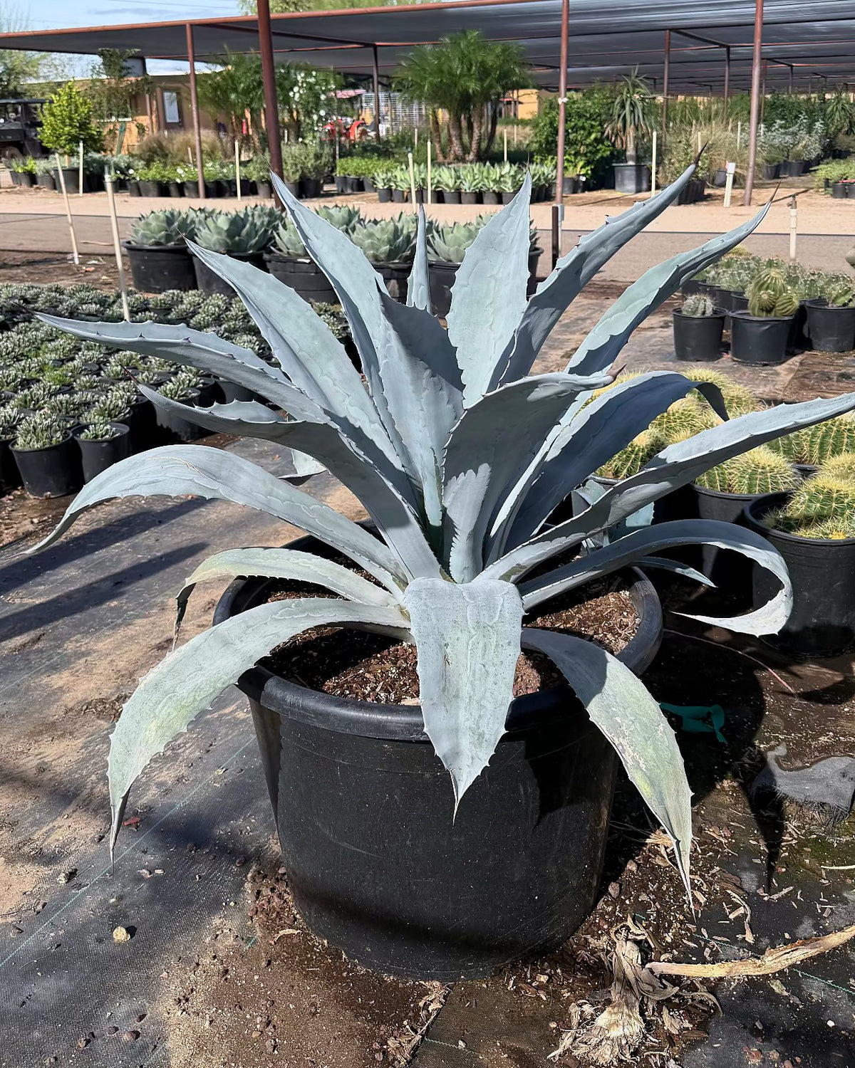 Electric Blue Agave