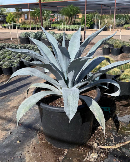 Electric Blue Agave