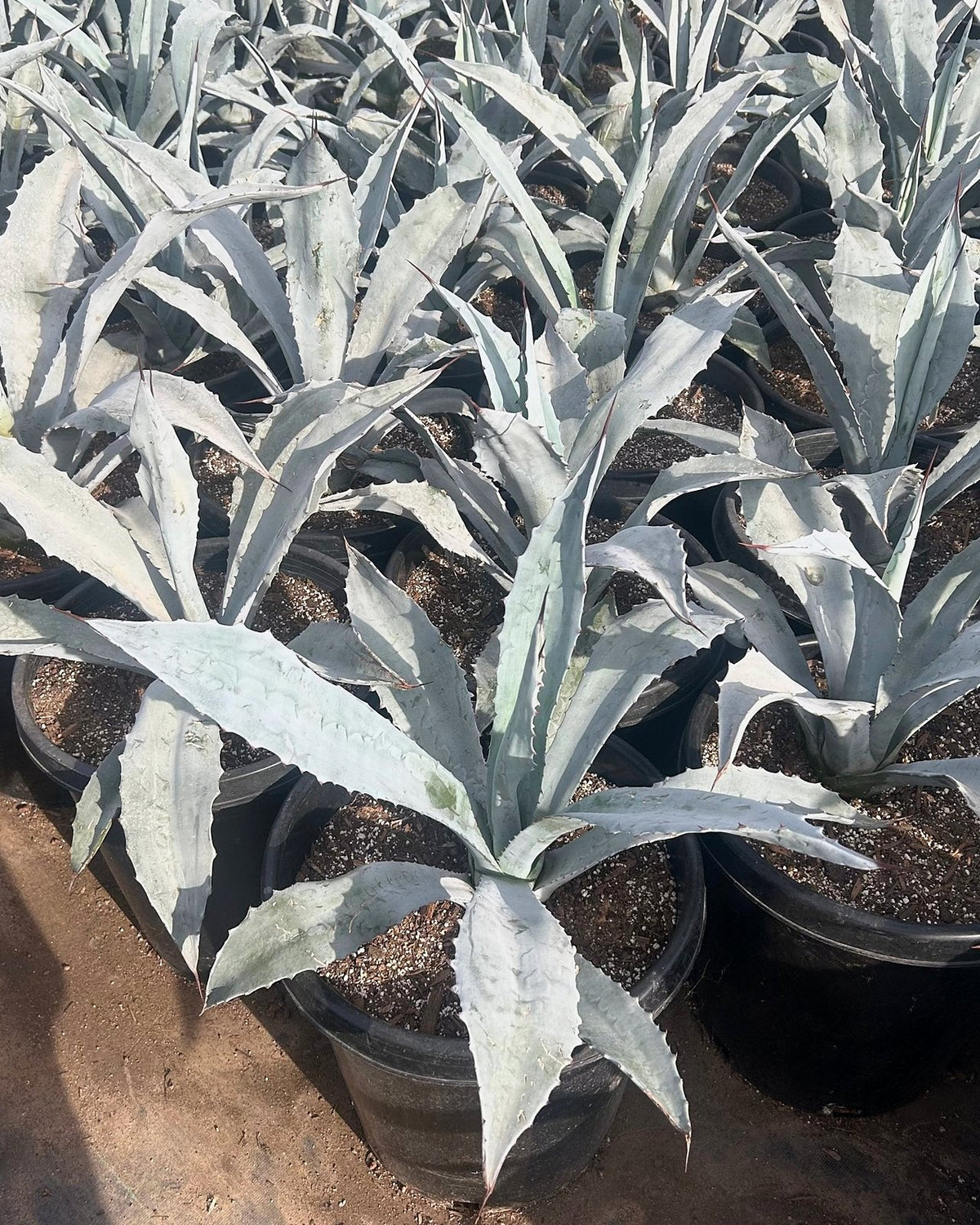 Electric Blue Agave