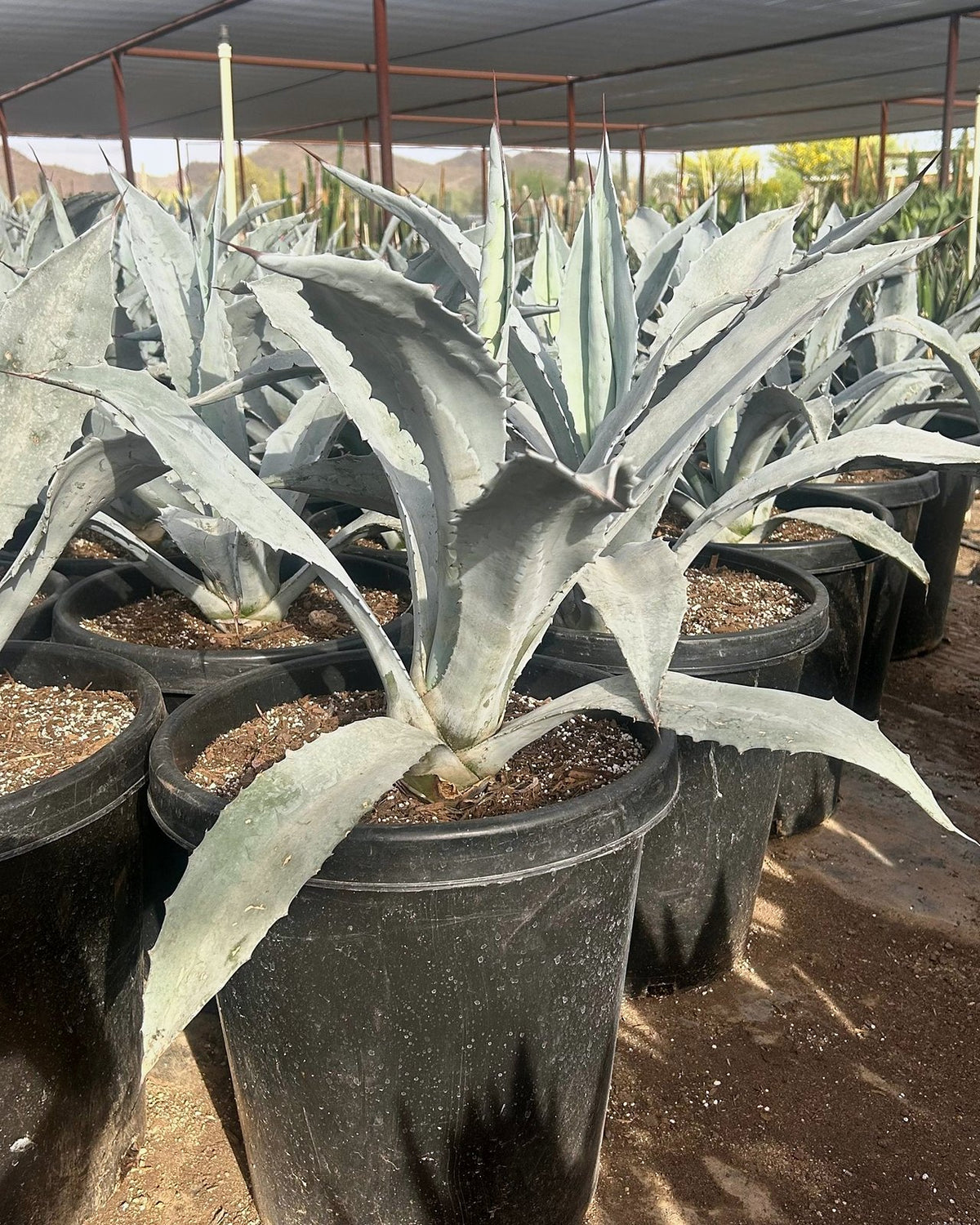 Electric Blue Agave