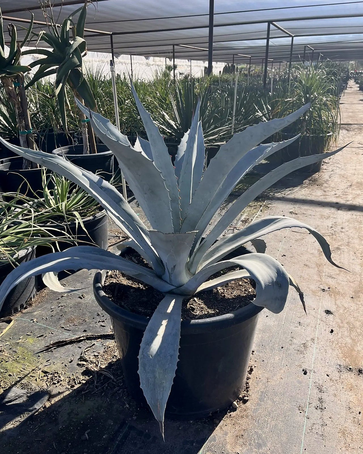 Electric Blue Agave