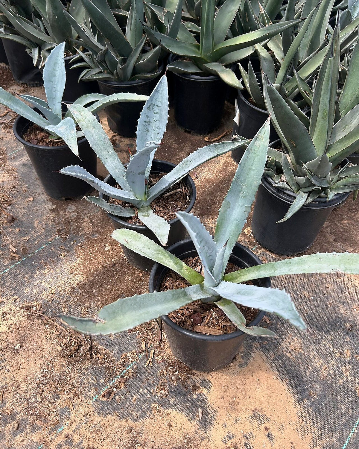 Electric Blue Agave