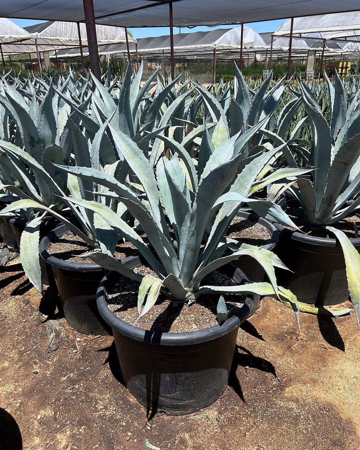 Electric Blue Agave