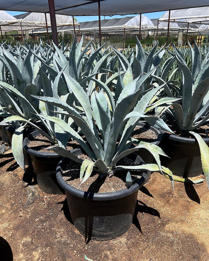 Electric Blue Agave