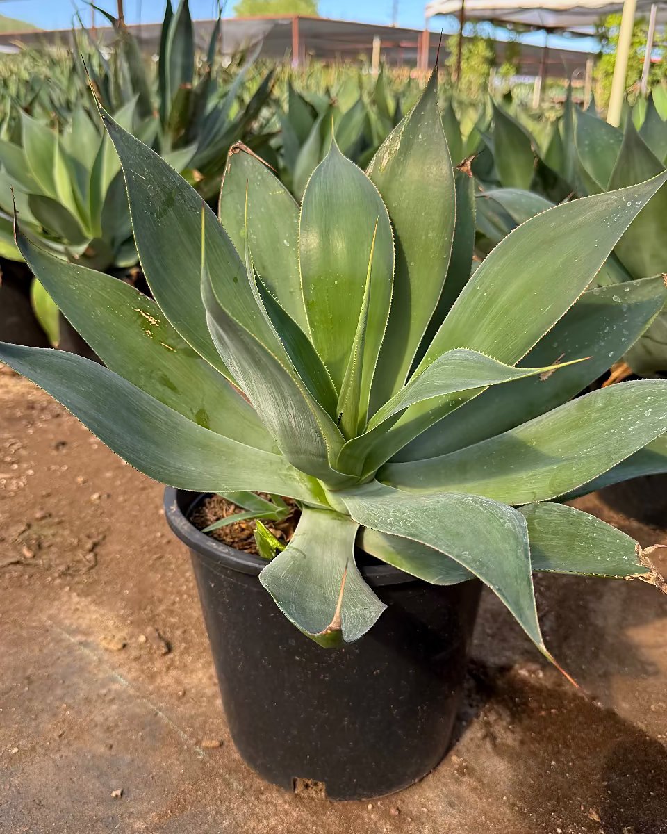 Blue Flame Agave