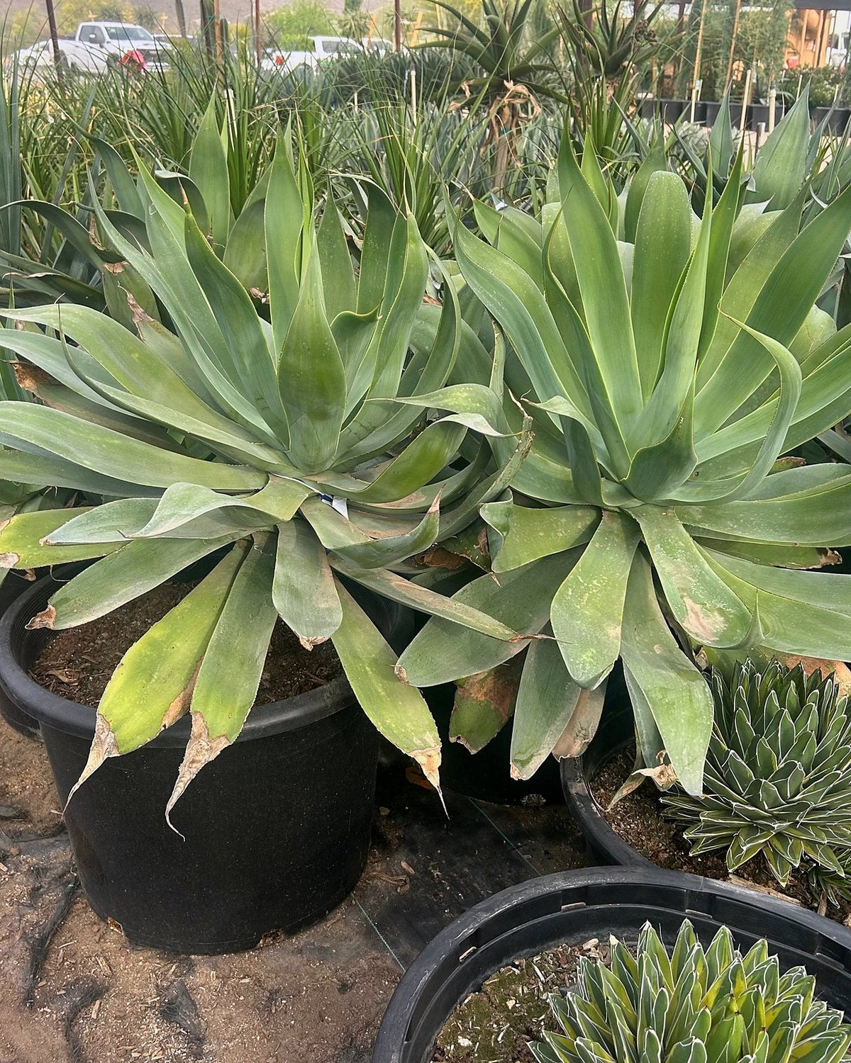 Blue Flame Agave