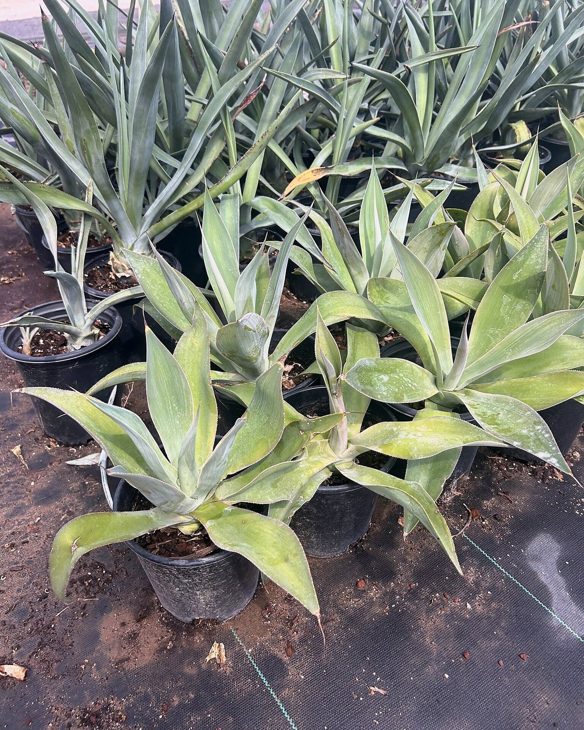 Blue Flame Agave