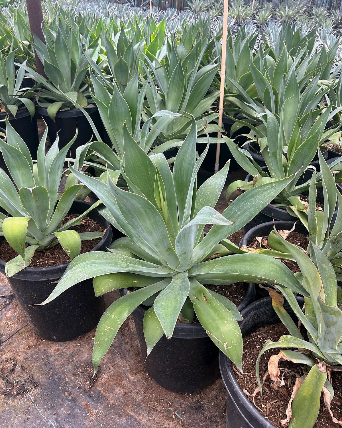 Blue Flame Agave