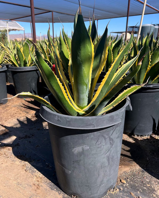 Agave 'Butterfingers'