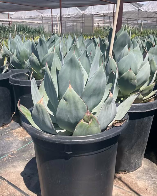Agave celsii 'nova'