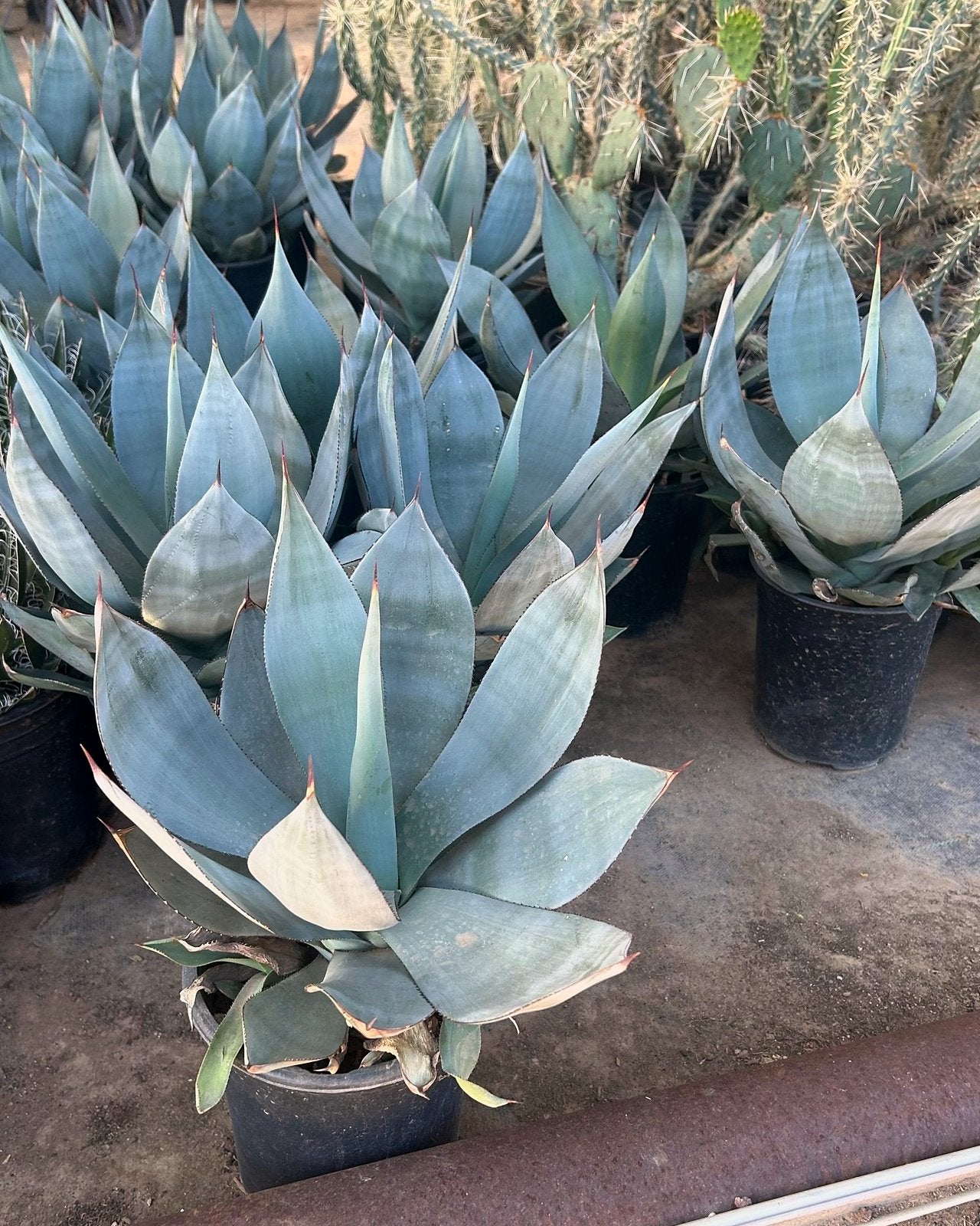 Agave Celsii Nova Phoenix, AZ | Agave celsii nova | Three Timbers