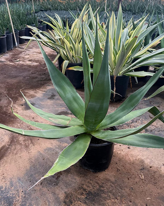 Agave chazaroi