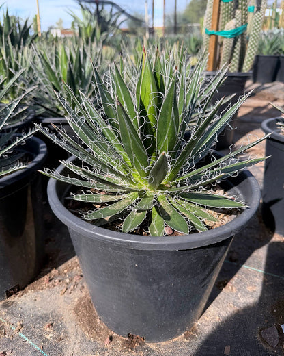 Agave Filifera