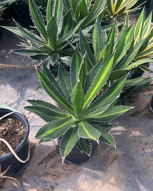 Agave Lophantha