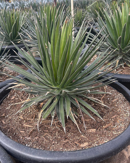 Agave ocahui
