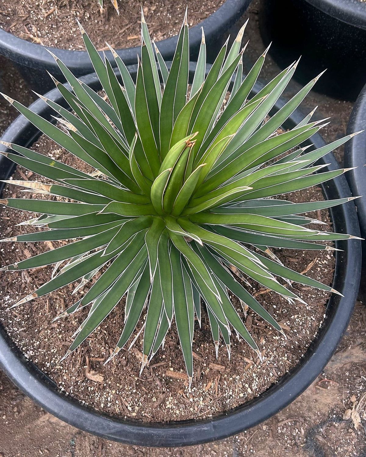 Agave ocahui