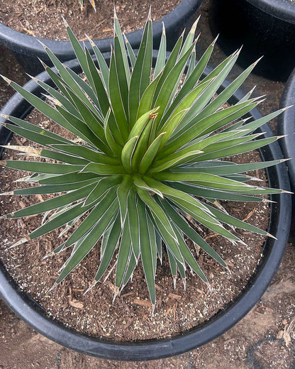 Agave ocahui