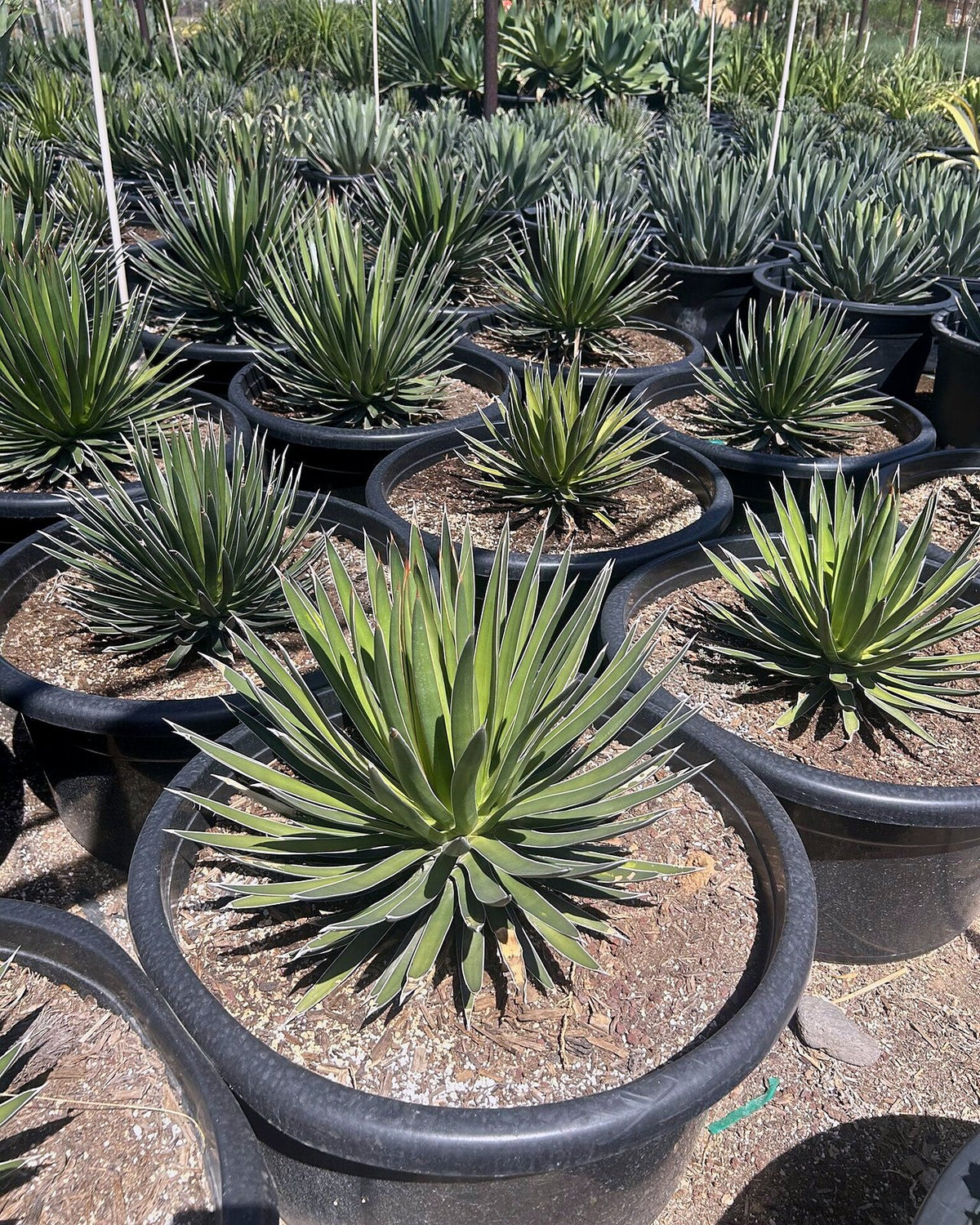 Agave ocahui