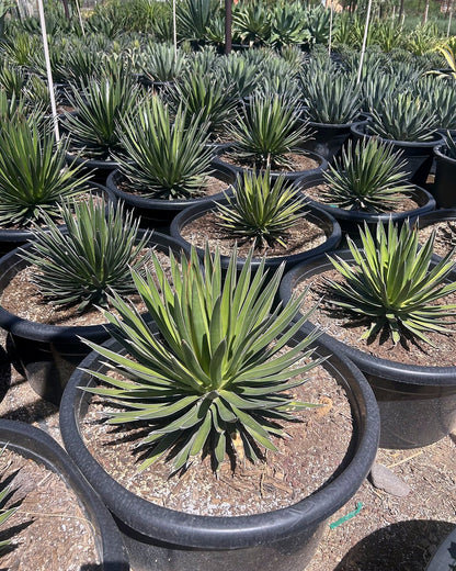 Agave ocahui