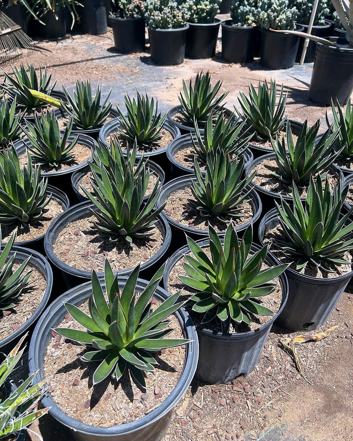 Agave ocahui