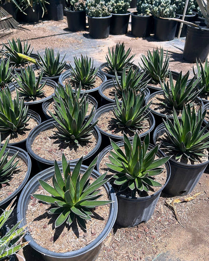 Agave ocahui