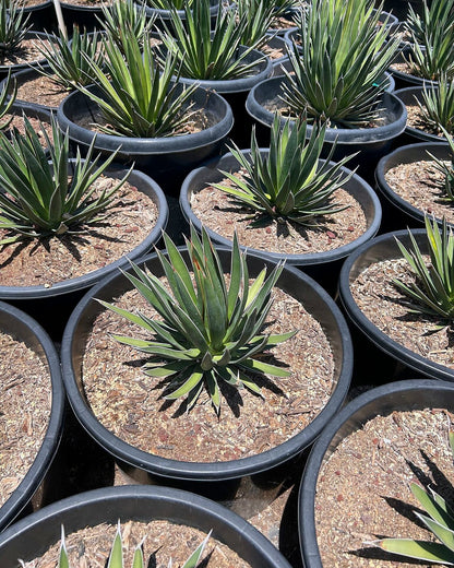 Agave ocahui