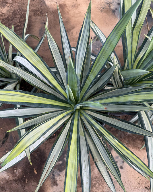 Agave Sisalana-variegated