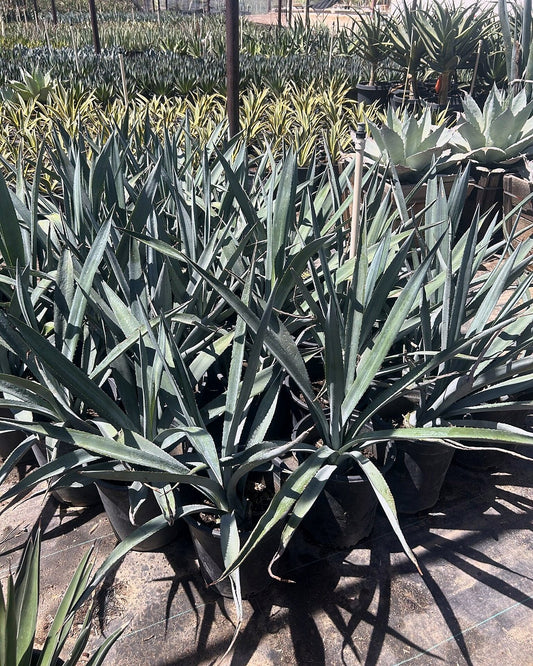 Agave tequiliana