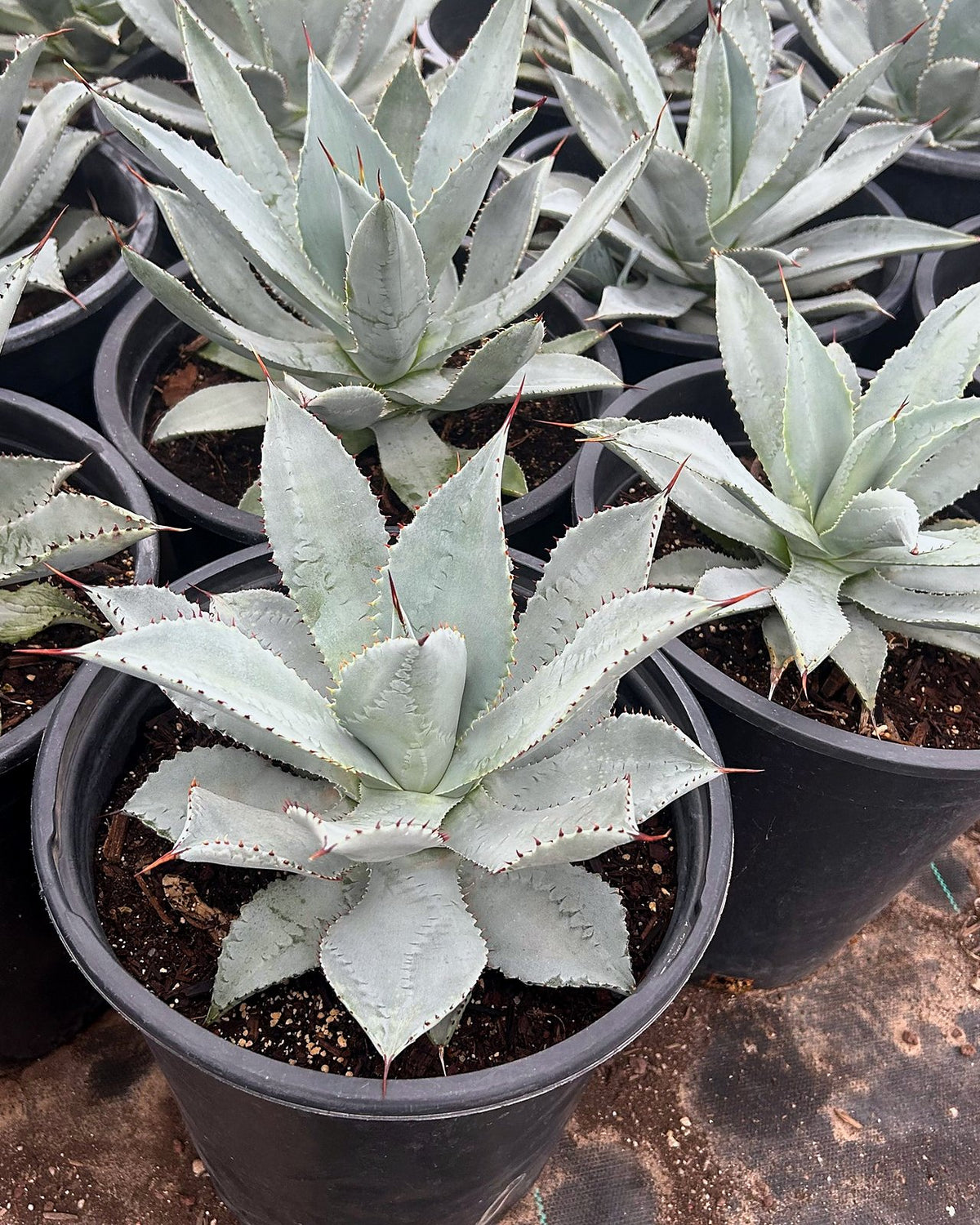 Agave Titanota