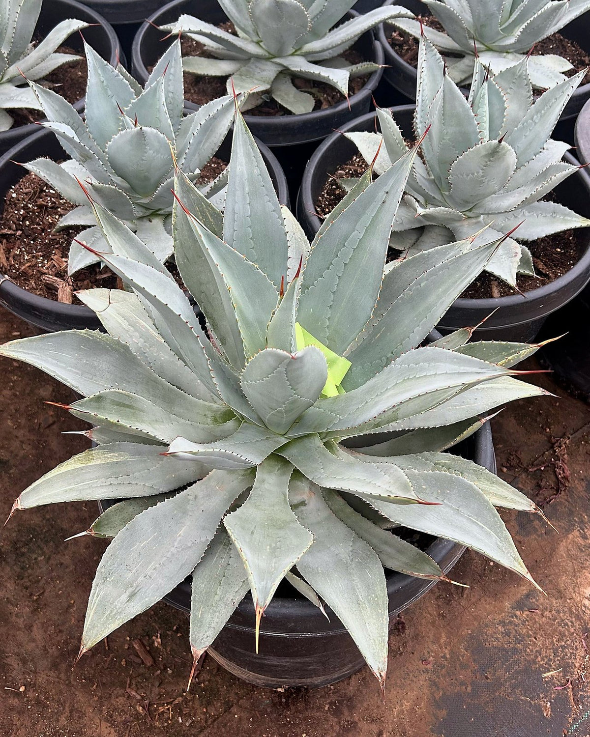 Agave Titanota