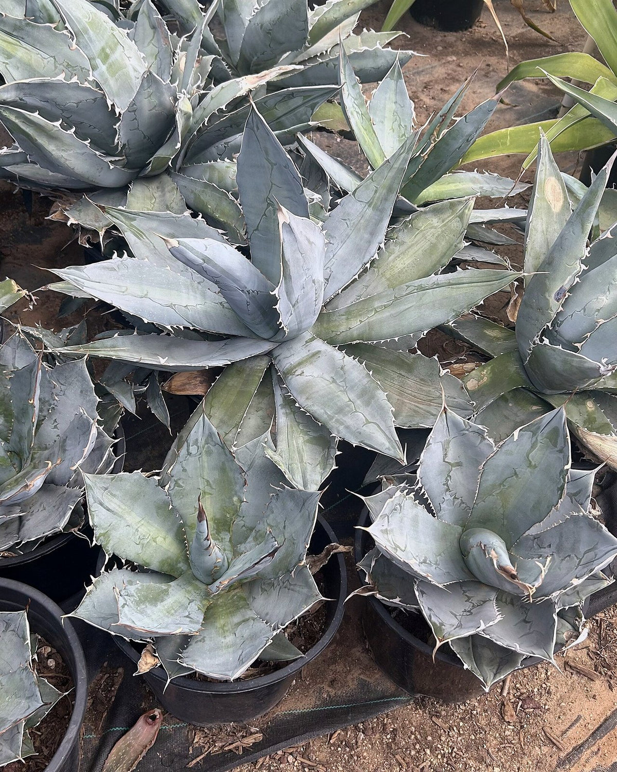 Agave titanota White Ice